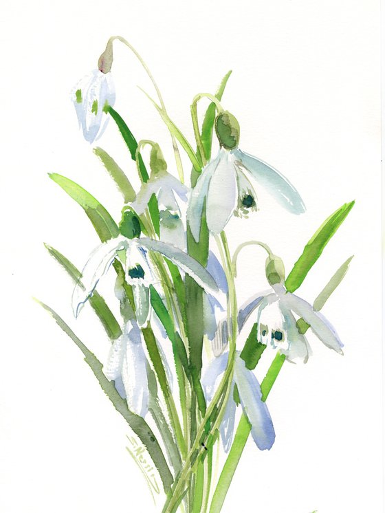 Snowdrop watercolor flowers