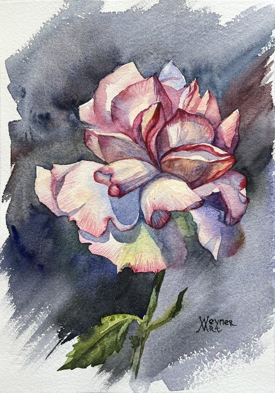 Pink rose, botanical painting. Painting of flowers.