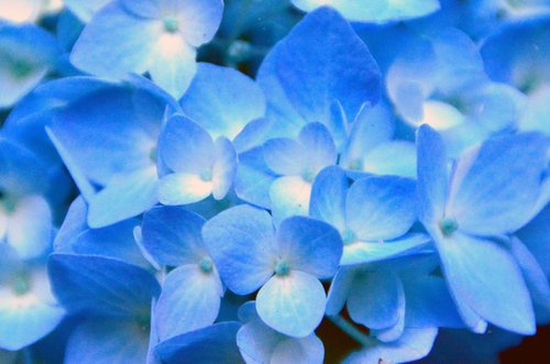 Blue Hydrangea by Brian O'Kelly