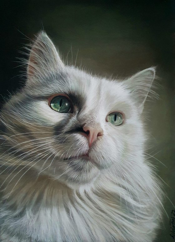 Elegance - White cat portrait