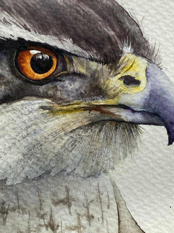Falcon, bird of prey