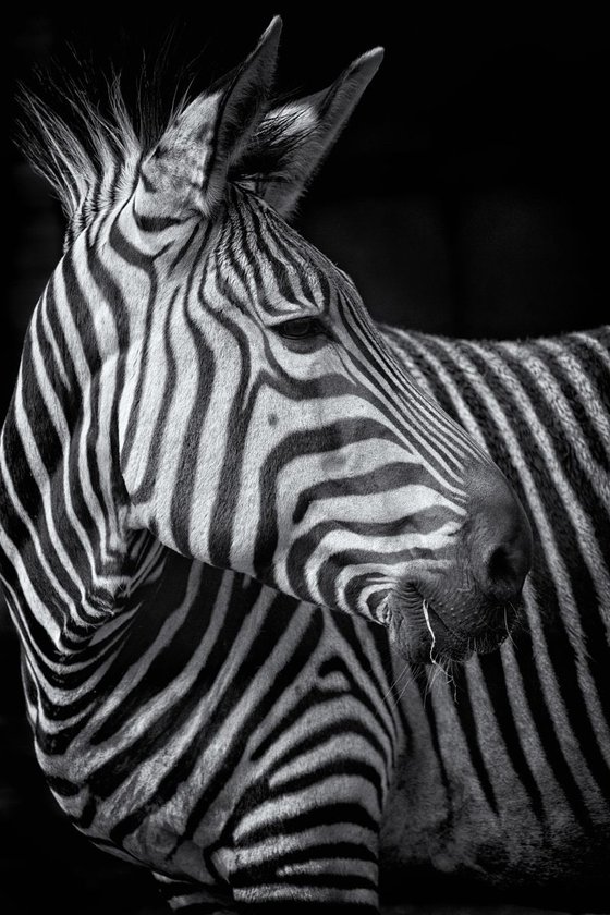 Zebra portrait