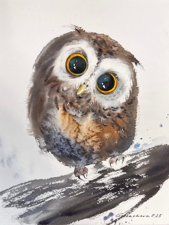 Curious Little Owlet