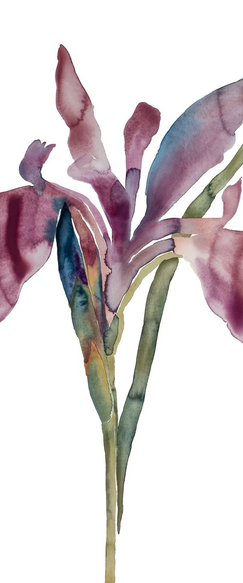 Iris No. 194 by Elizabeth Becker