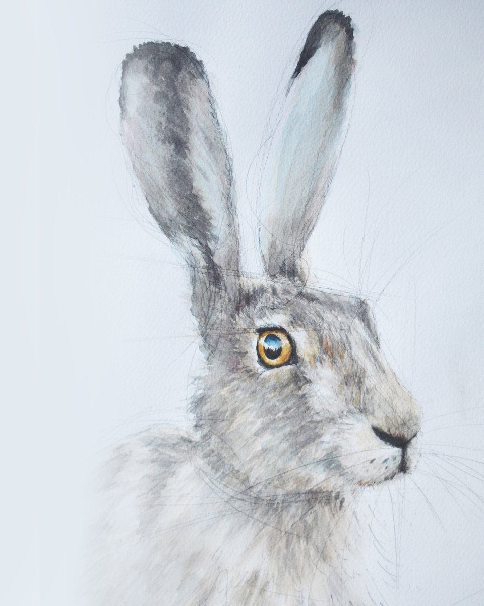 Brown Hare by Alison Brodie