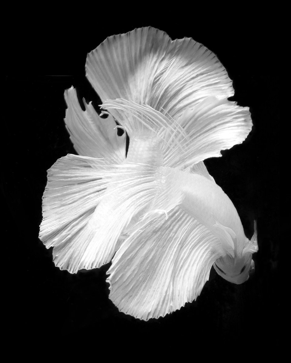 Photorealistic Animal Photograph By Michael Filonow, 26 X 32", Bw Betta 30, Original Artwork