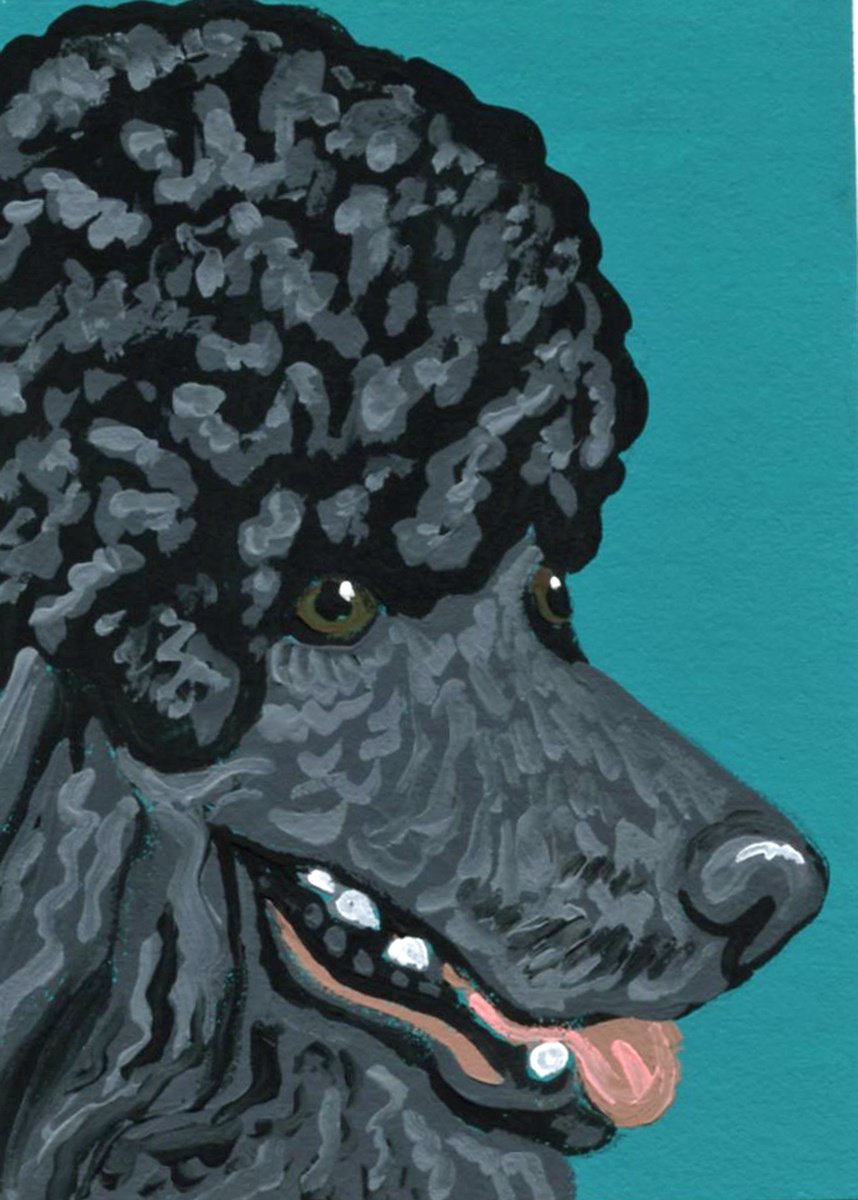 Black Poodle by Carla Smale