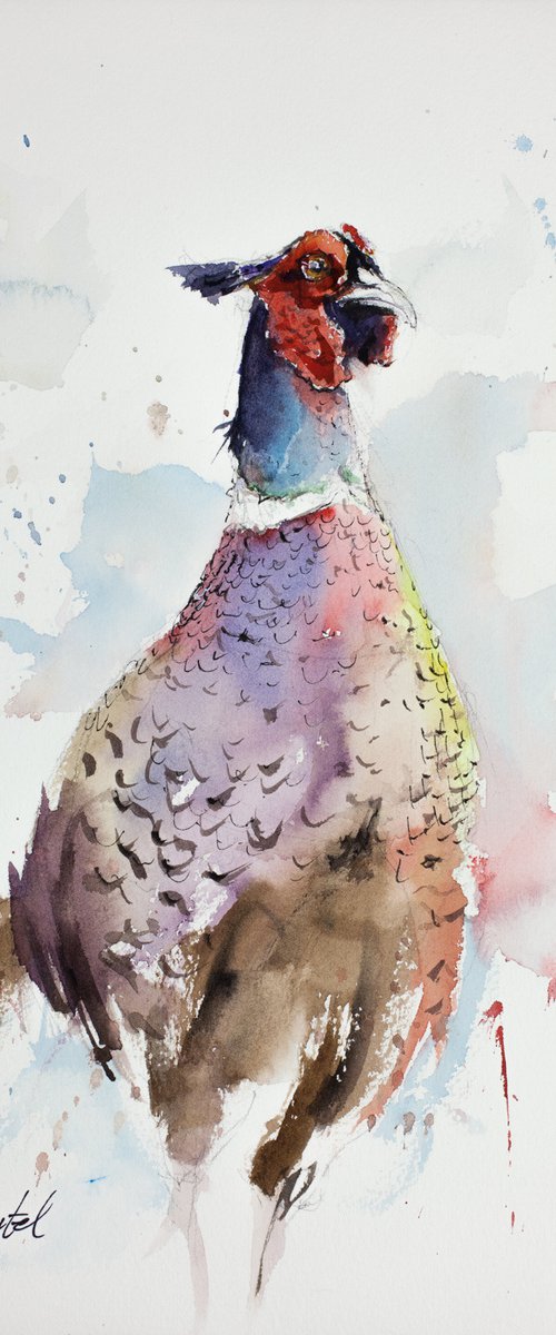 The Proud Pheasant by Tomasz Mikutel