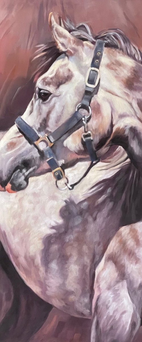 Looking Back - Grey Arab by Lorna Lancaster ASEA