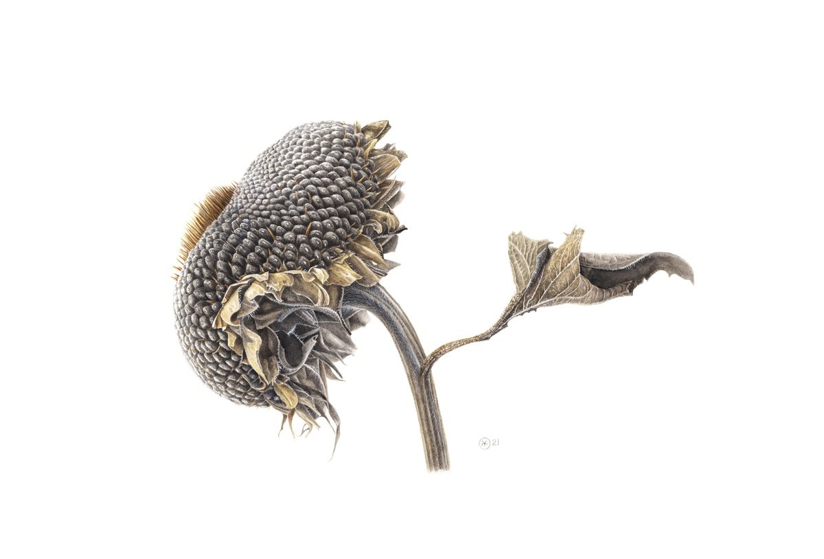 Photorealistic Botanical Watercolour By Yuliia Moiseieva, 22 X 15", Dry Sunflower, Original Artwork