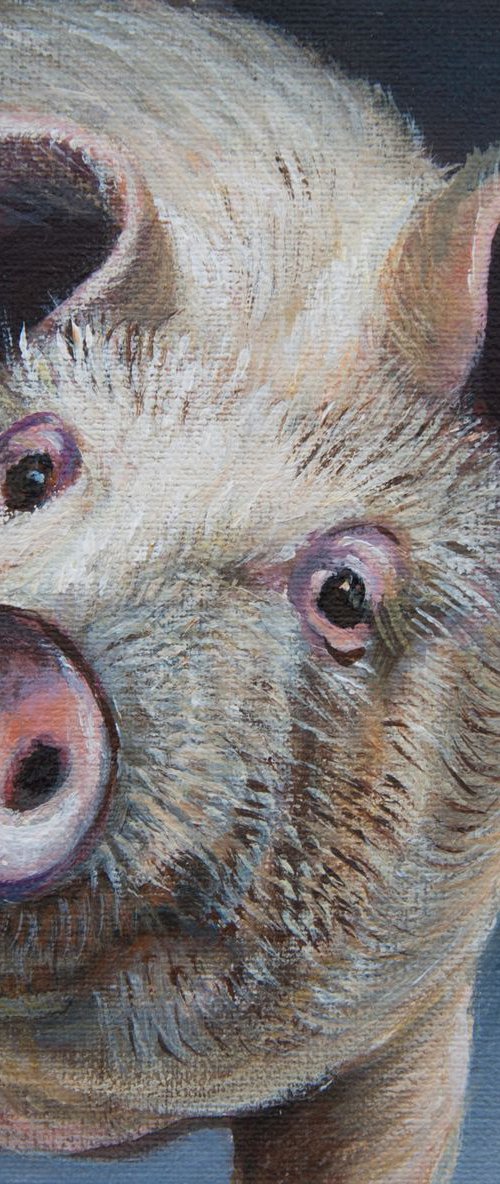 Pig by Norma Beatriz Zaro