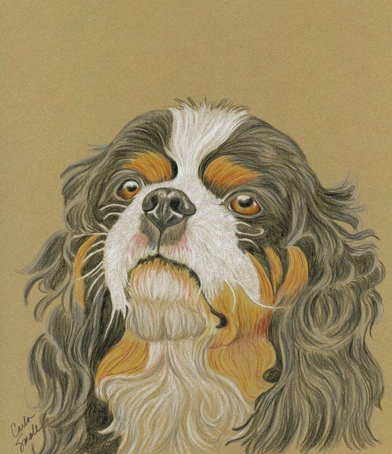 Pet Dog Cavalier King Charles Spaniel Art Original Drawing-Carla Smale