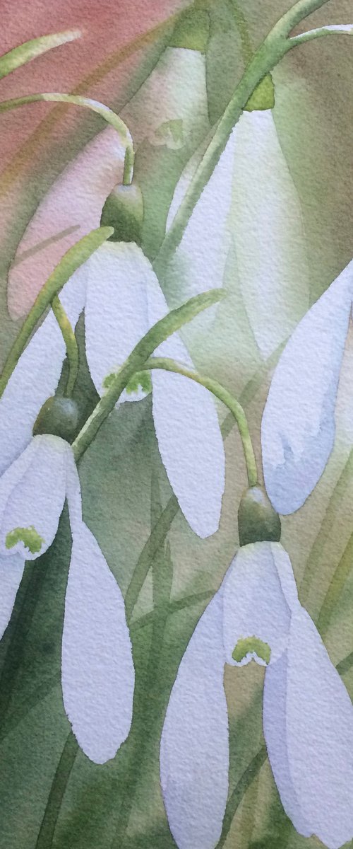 Snowdrops by Silvie Wright