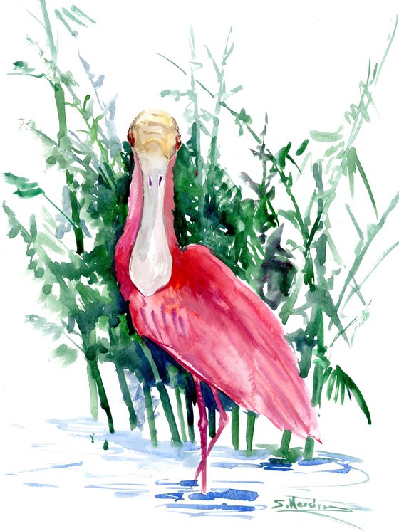 Roseate Spoonbill