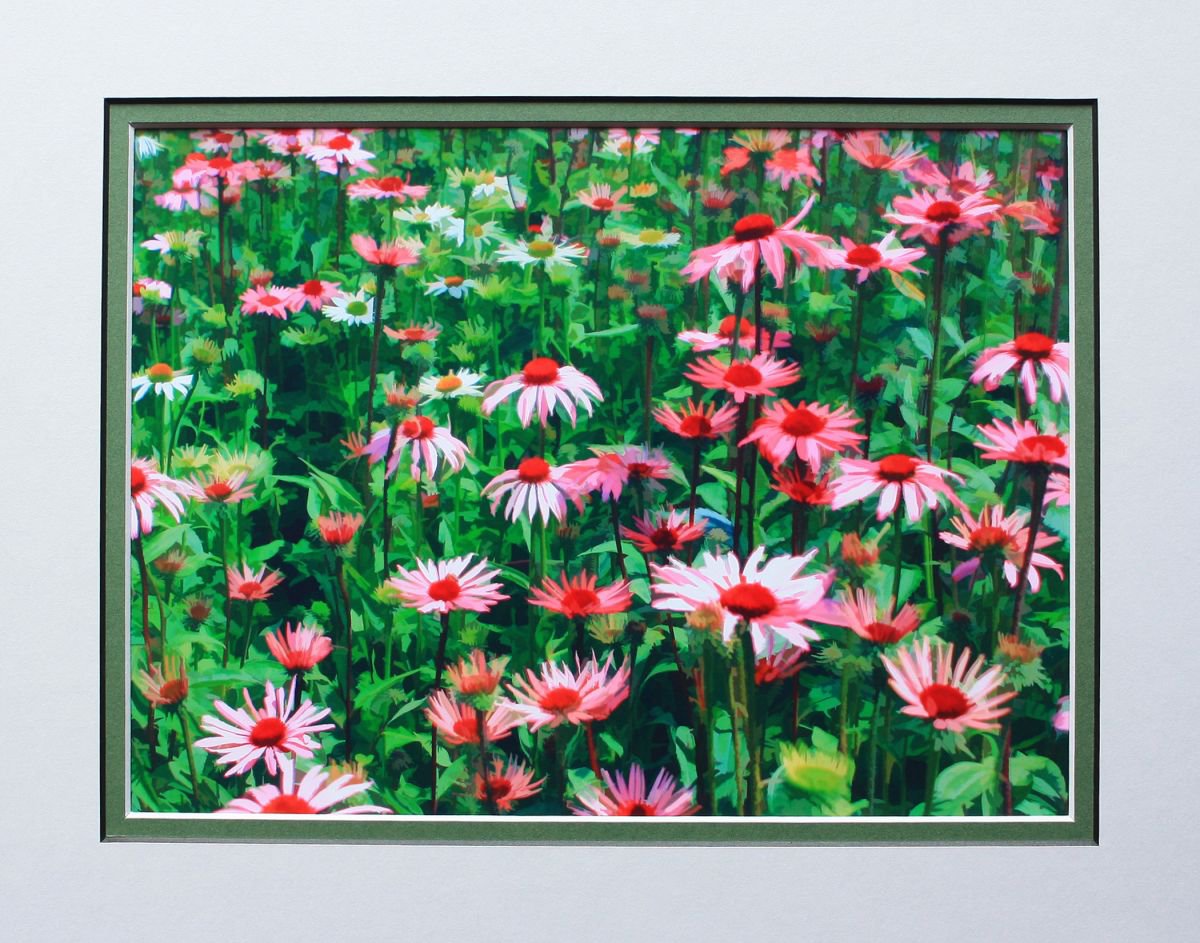 Pink daisies by Robin Clarke