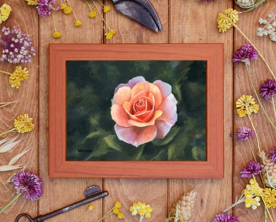 Little pink rose flower still life