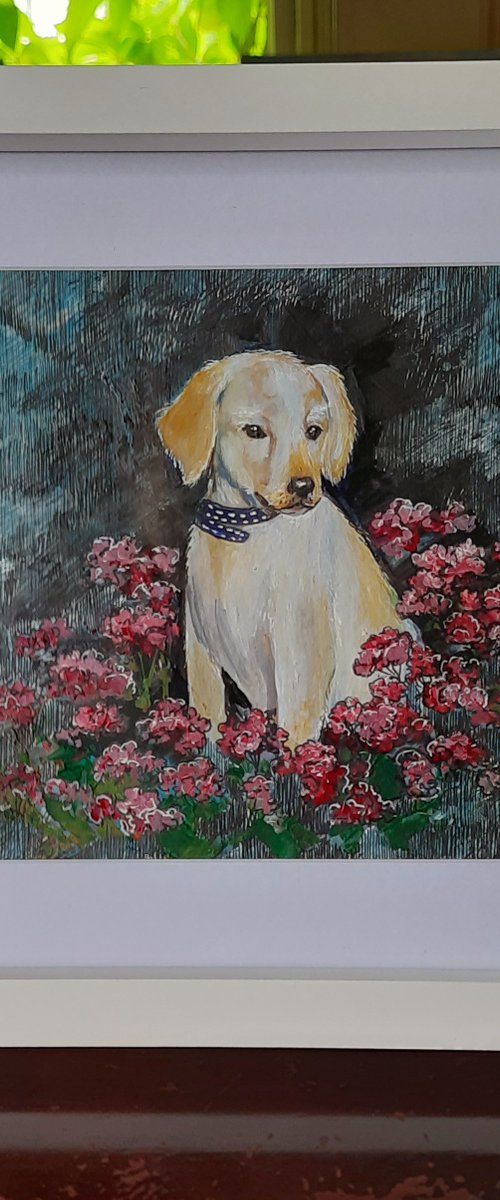 Labrador puppy by Svetlana Norel
