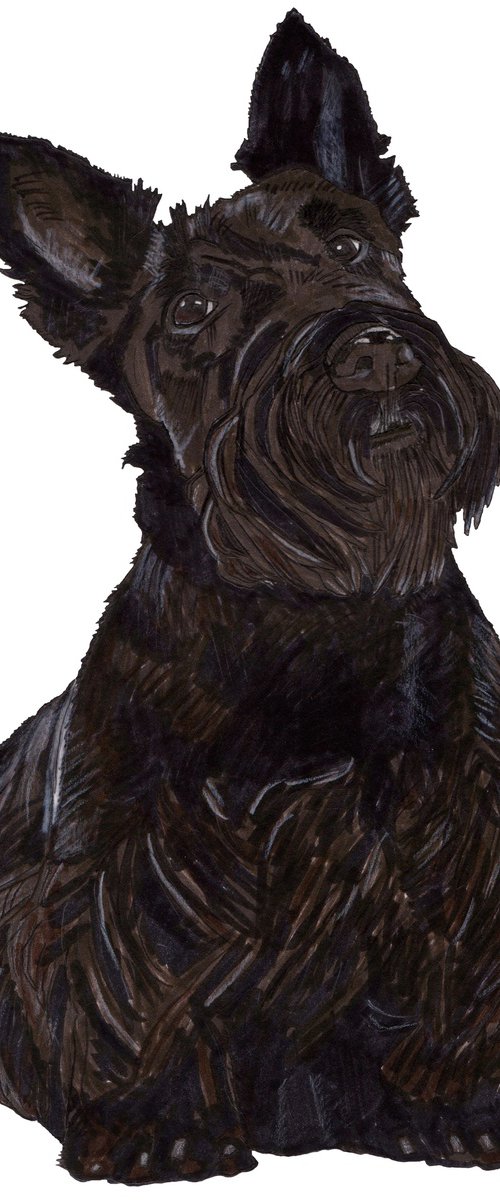 Scottie Dog, Scottish Highland Terrier by Paul Nelson-Esch
