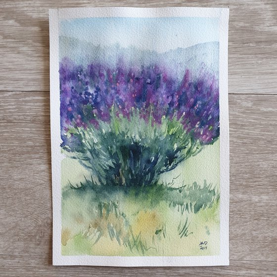French lavender plant