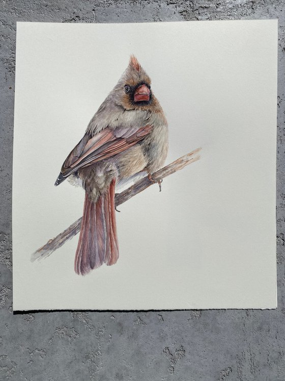 Cardinal lady