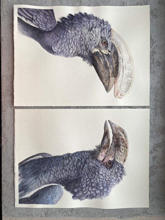 Grey-cheeked hornbill