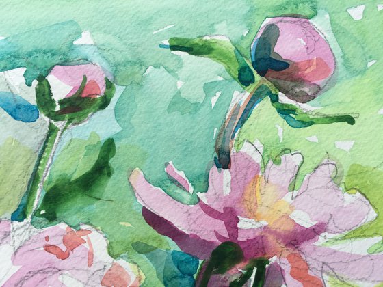 Paeonia lactiflora watercolor painting. Pink peonies in the garden.