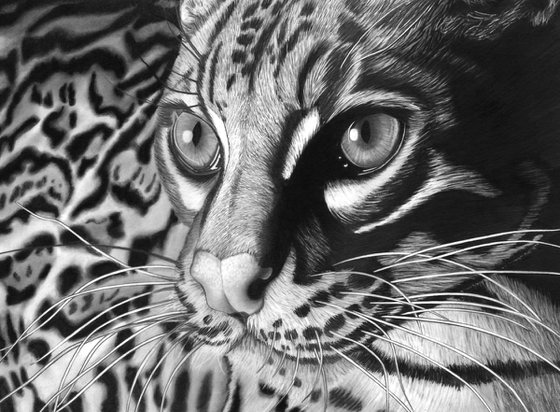 Ocelot