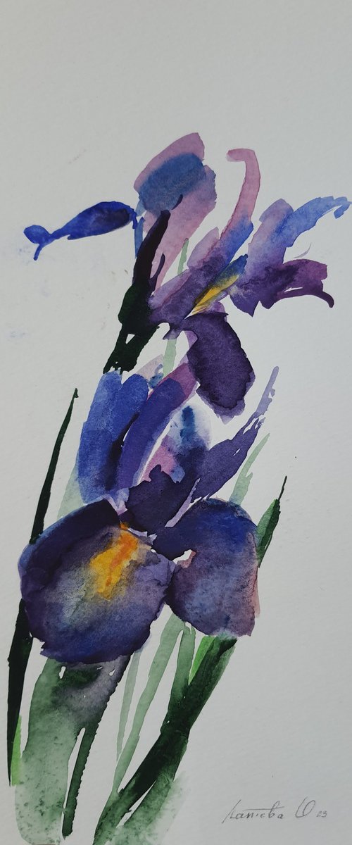 Watercolor drawing. Iris by Olha Laptieva