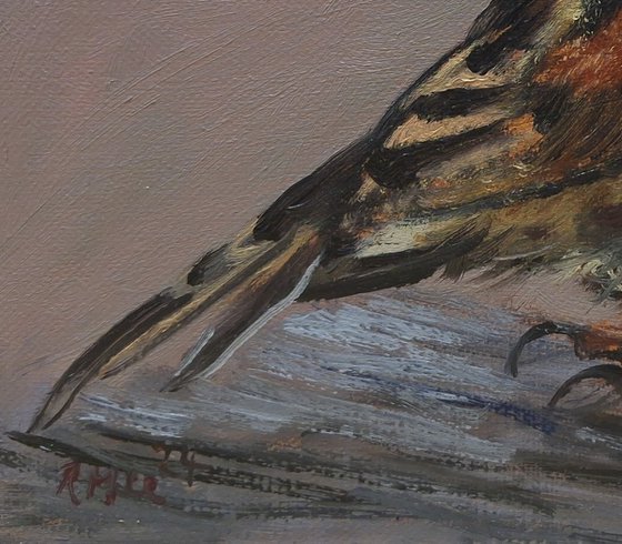 Sparrow