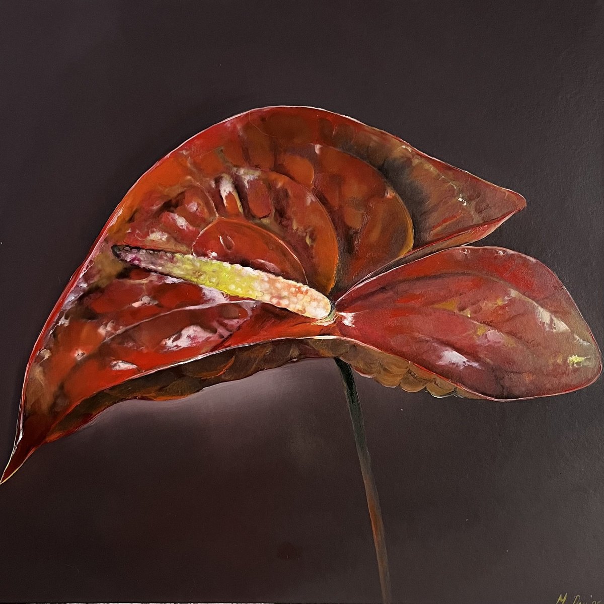 Photorealistic Botanical Oil Painting By Myroslava Denysyuk, 12 X 12", Red Anthurium, Original Artwork