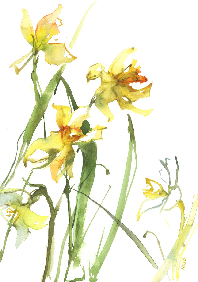 Yellow daffodils - 3 by Merite Watercolour