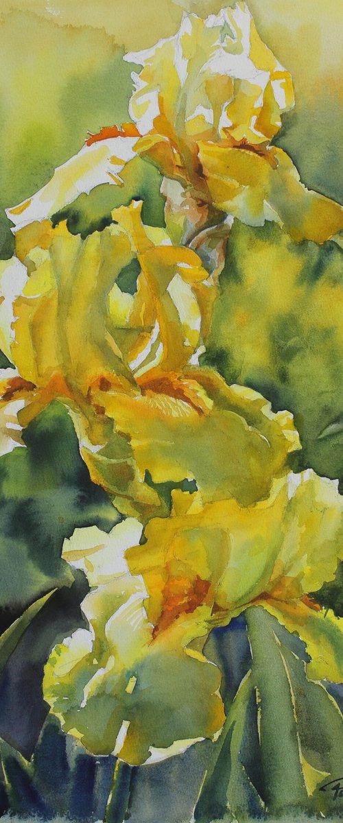 YELLOW IRISES#4 by Yurii Pashkov