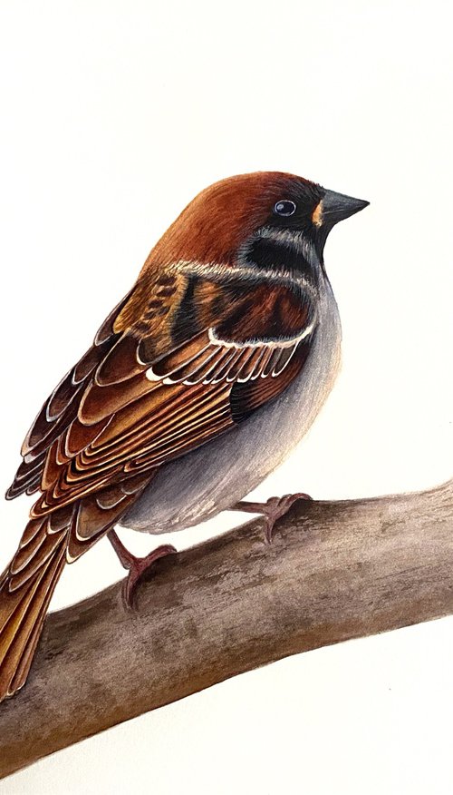 Sparrow bird by Tina Shyfruk