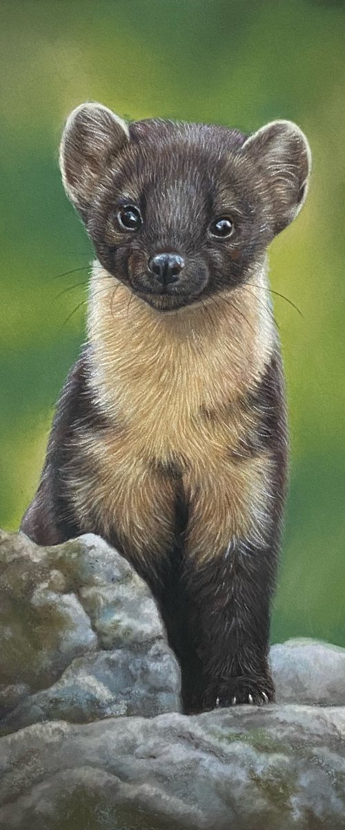 Pine marten by Tatjana Bril