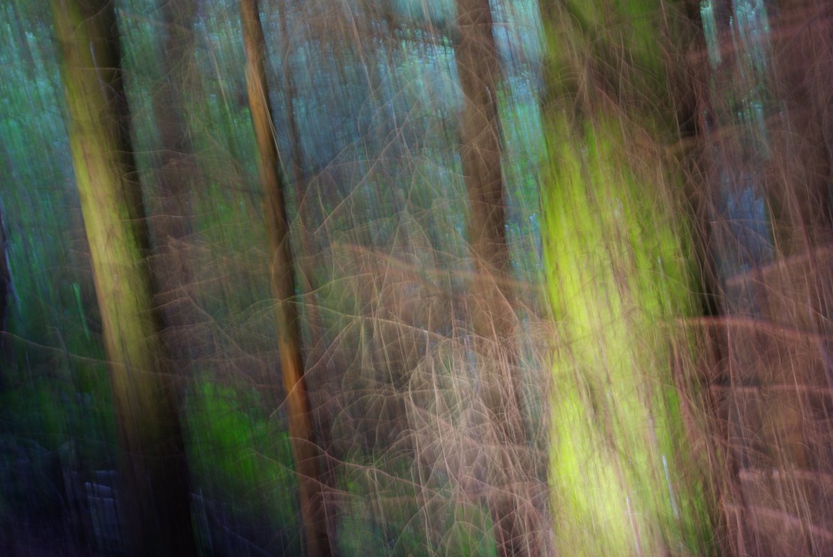 Into the Woods, abstract impressionist landscape by oconnart