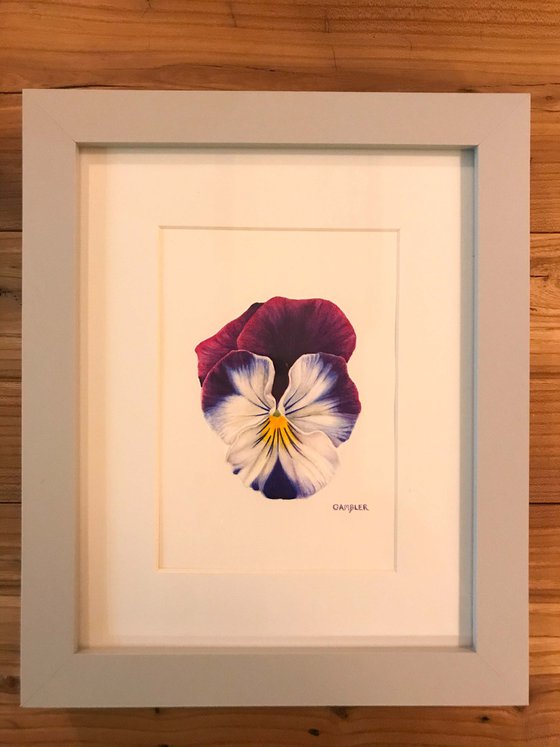 Pansy