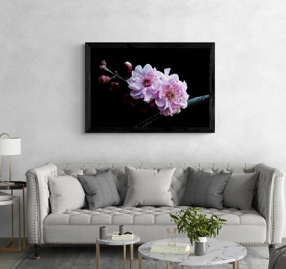 Plum Blossoms