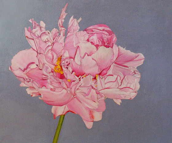 "Dublin Peony" Oil on Canvas 20" x 24"