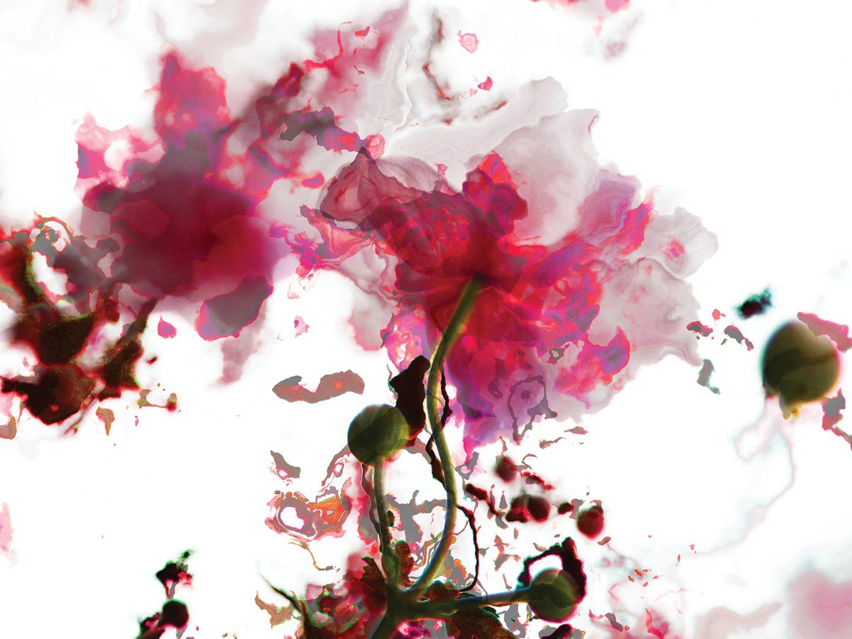 Abstract Botanical Print By Javier Diaz, 80 X 60, Flores Al Viento 2, Original Artwork