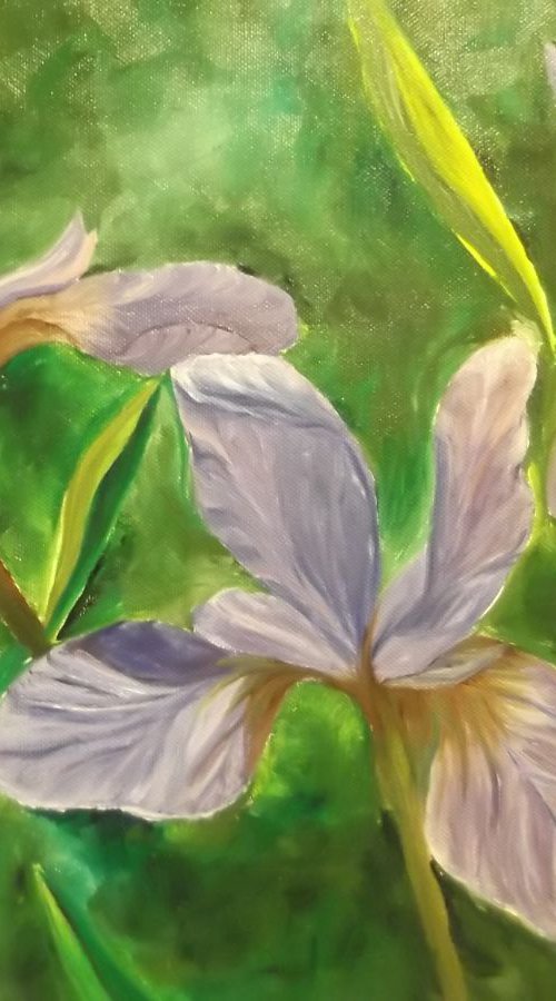 Iris by Timea  Valsami