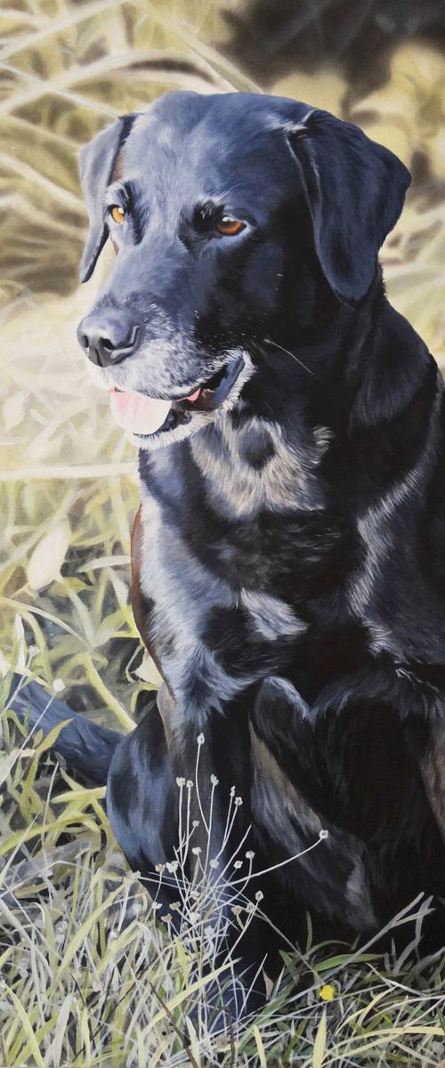 Jasper black Labrador by Julian Wheat