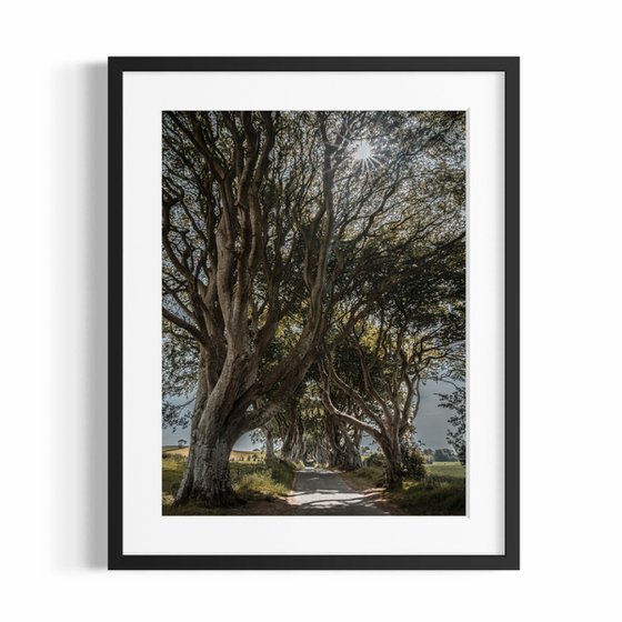 THE FANTASTIC DARK HEDGES #1