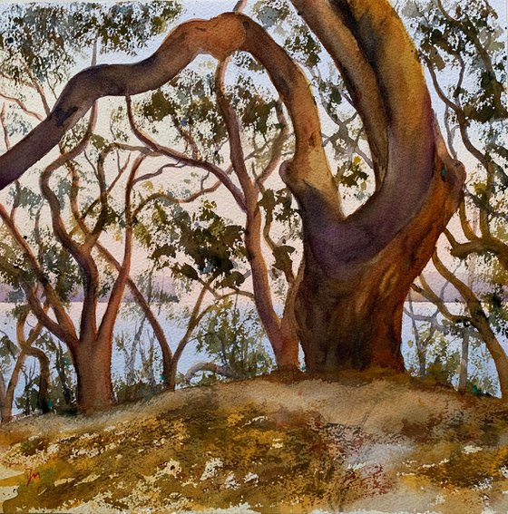 Dancing gum trees