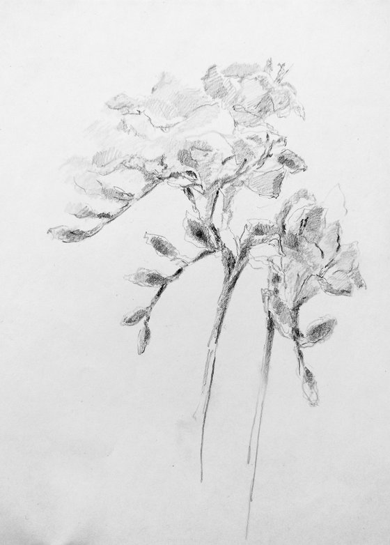 Freesias #4 Original pencil drawing.