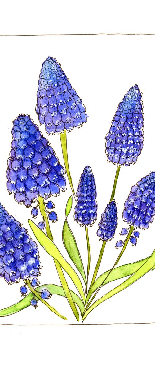 Muscari flowers mixed media illustration by Olga Ivanova