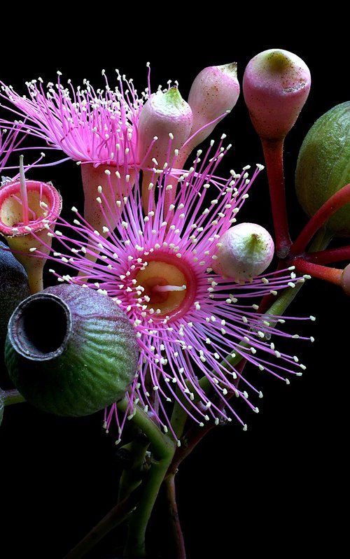 Gum Nuts and Blossoms by Nadia Culph