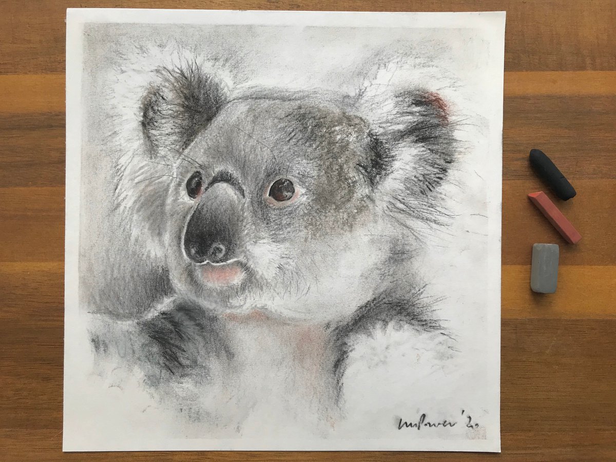 Koala charcoal drawing #03 by Luci Power