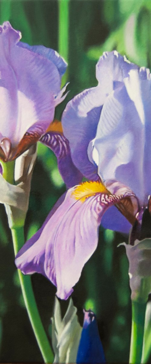 Iris, Flower painting by Valeri Tsvetkov