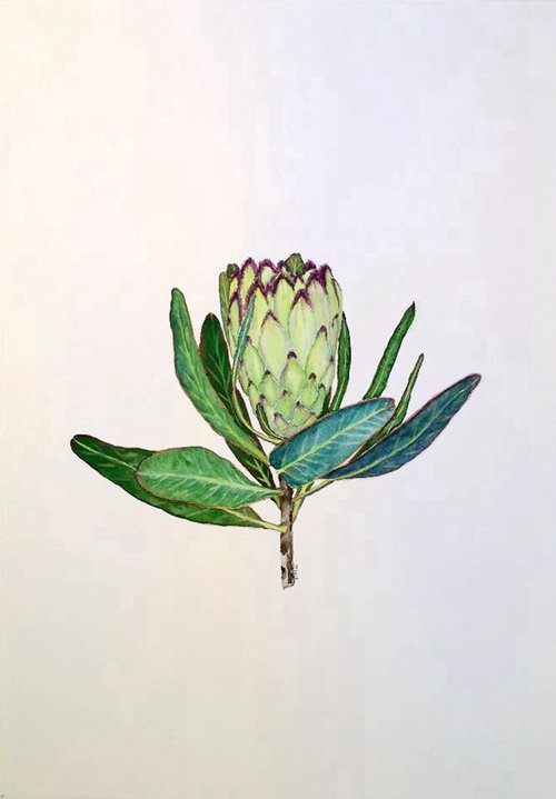 Protea neriifolia' Limelight' by Jing Tian