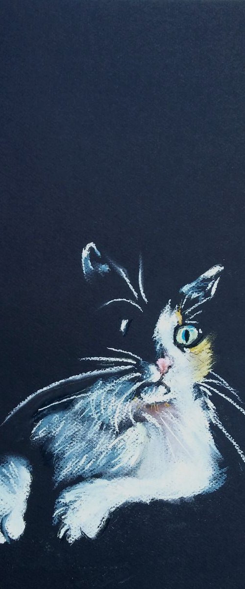 Anzelm cat by Magdalena Palega